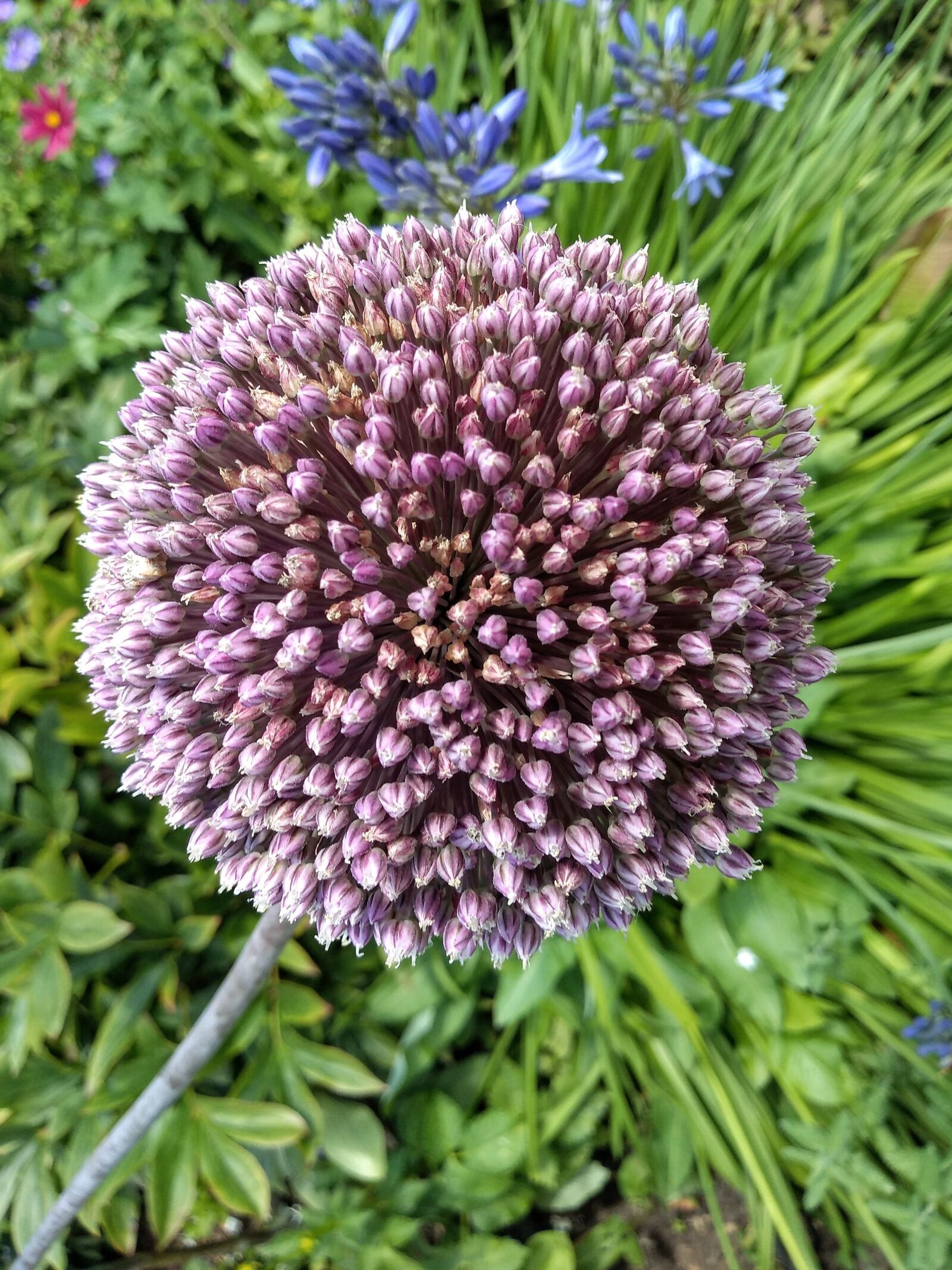 Motorola moto g(6) play sample photo. Allium, flower, purple photography