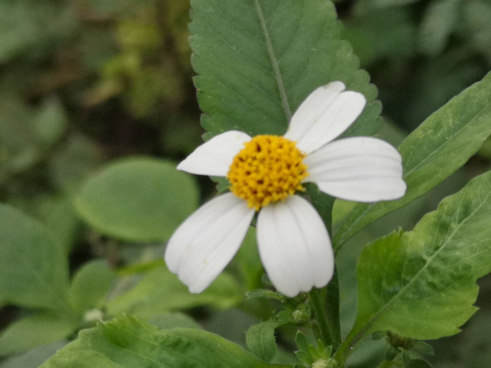 HUAWEI P20 sample photo. Flower, grass, tree photography