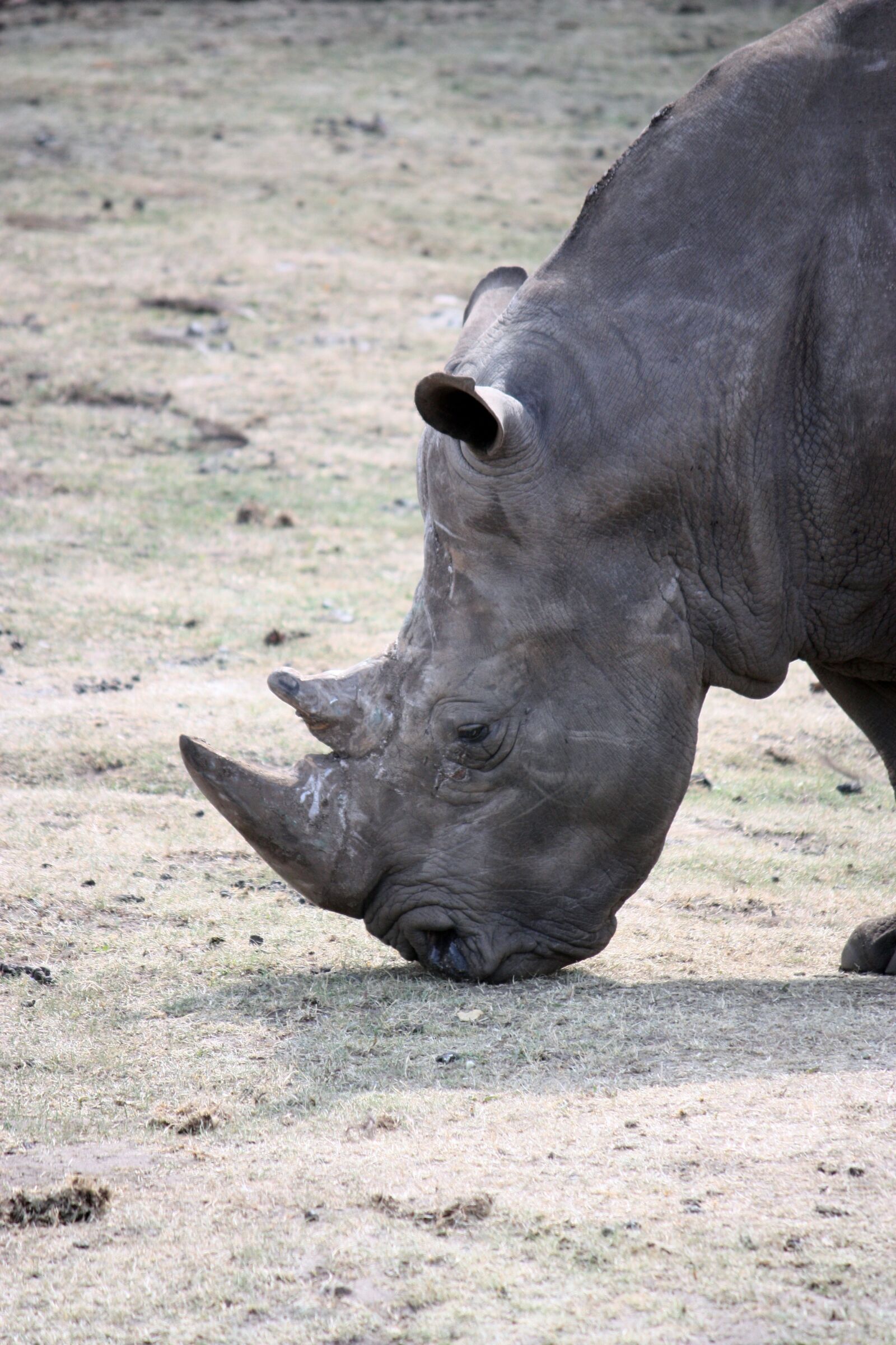 Canon EOS 450D (EOS Rebel XSi / EOS Kiss X2) sample photo. Rhino, wild animal, animal photography
