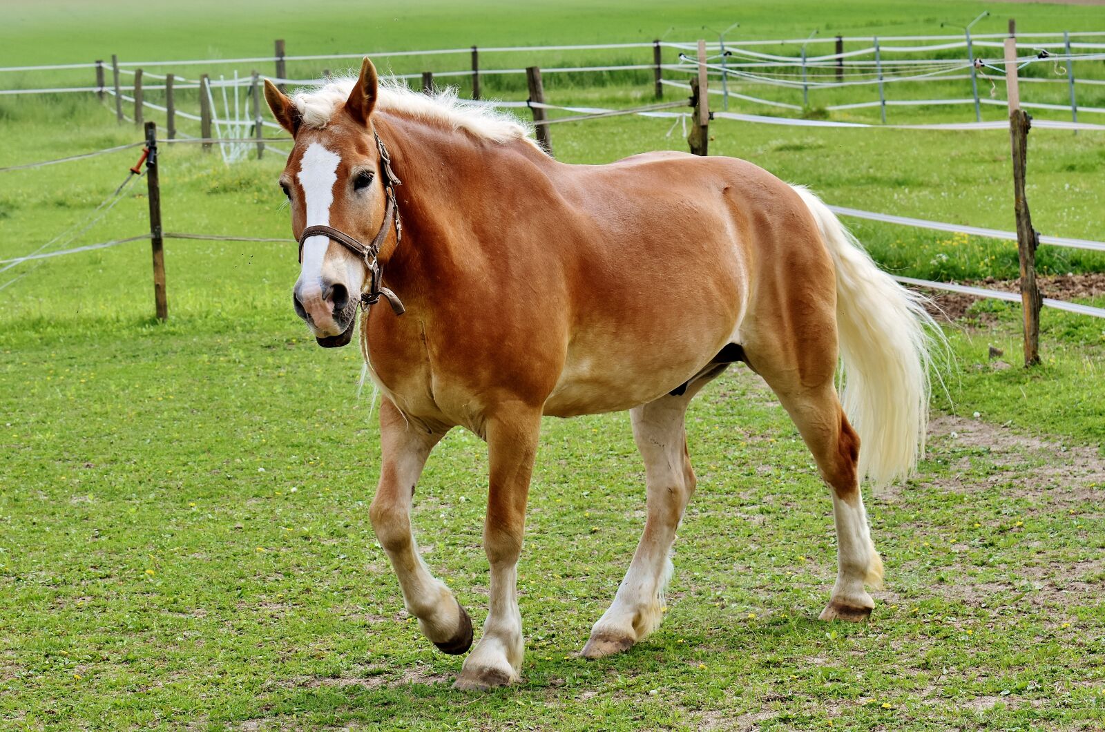 Nikon D7200 sample photo. Haflinger, horse, mane photography
