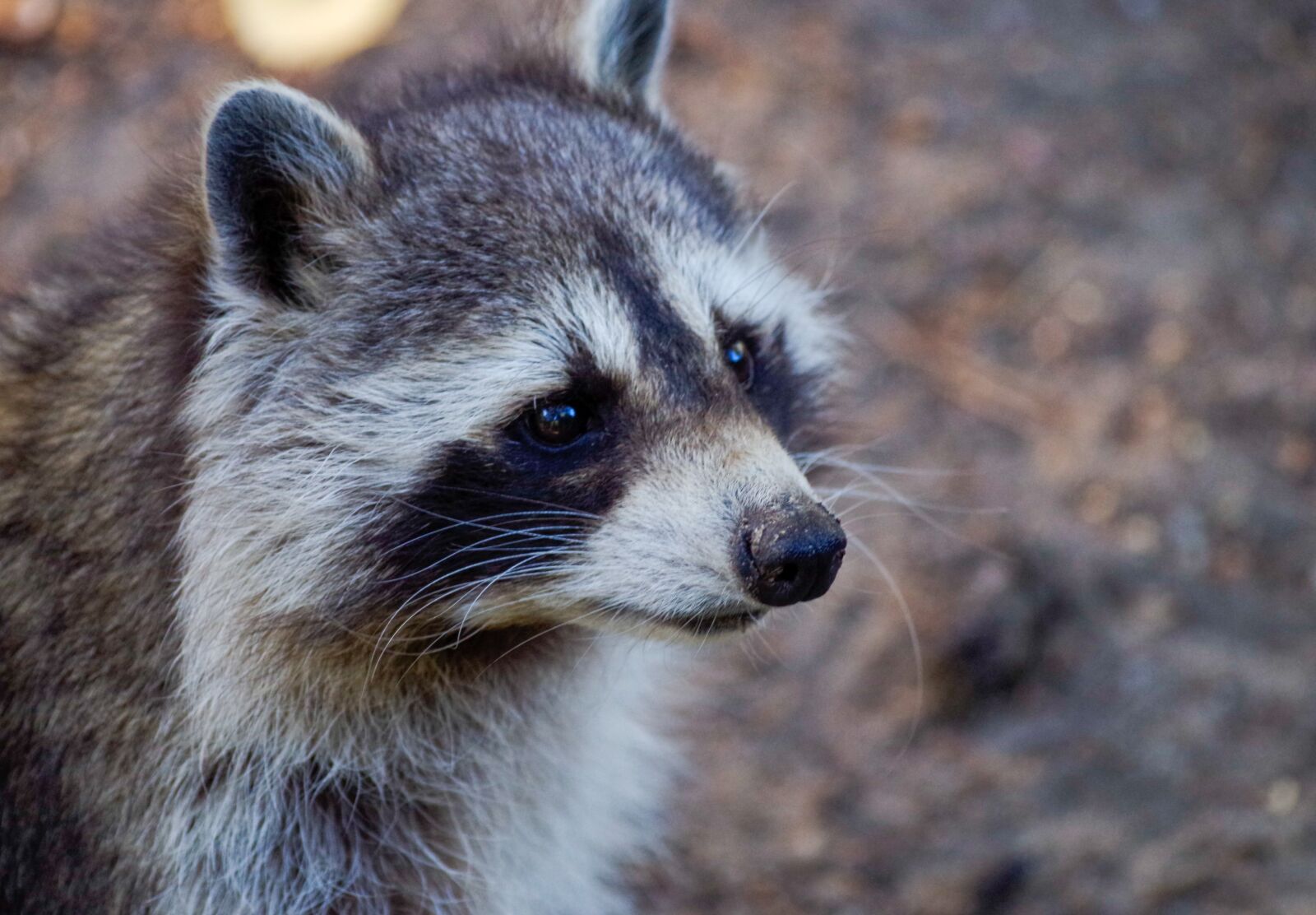 Pentax K-30 sample photo. Raccoon, animal, mammal photography