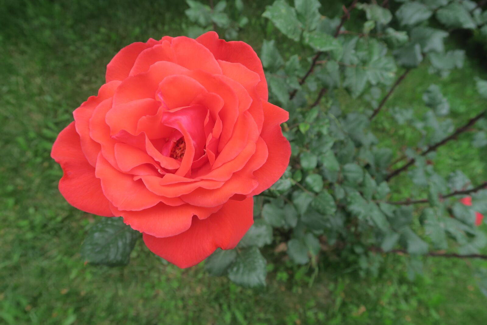 Canon PowerShot G7 X sample photo. Rose, spring, algul photography