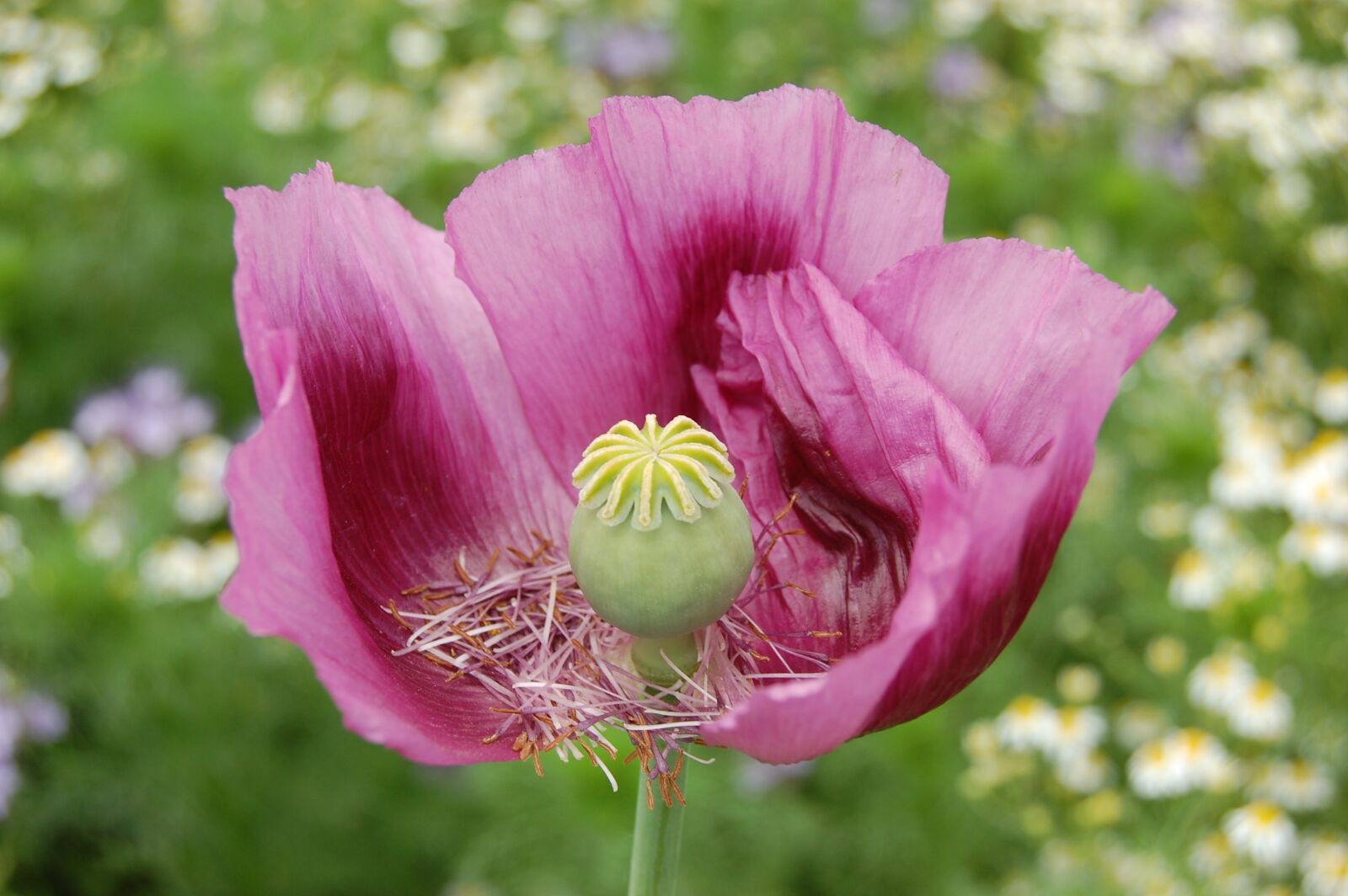 Nikon D40 sample photo. Flower, glaive, pink blossoms photography