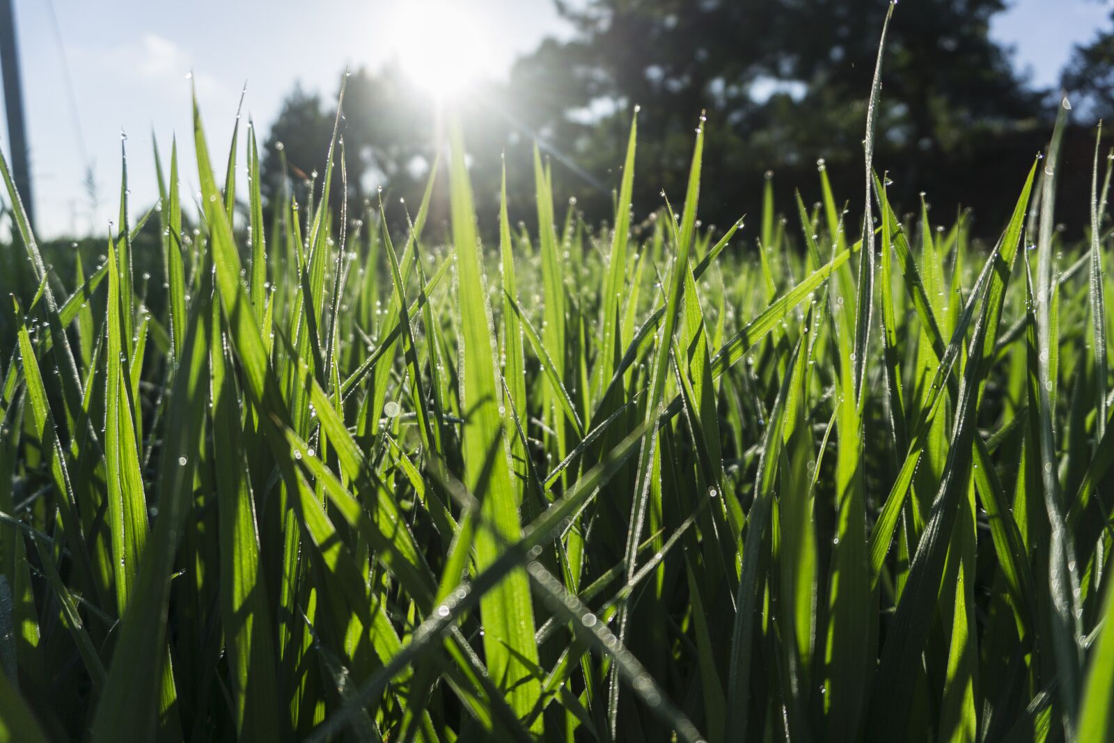 Sony a5100 sample photo. Kinds of food, field photography