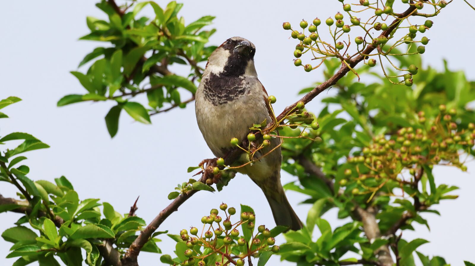 Canon EOS M50 (EOS Kiss M) sample photo. Sparrow, sperling, garden bird photography