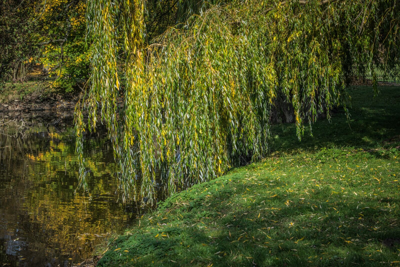 Nikon D5300 sample photo. Lake, willow, water photography