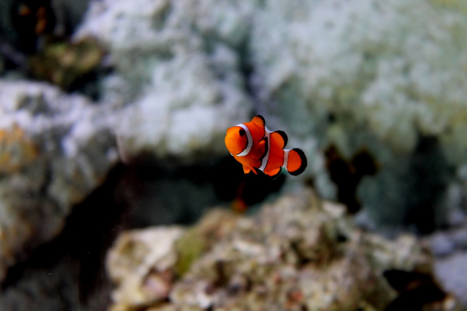 Canon EOS 1100D (EOS Rebel T3 / EOS Kiss X50) sample photo. Nemo, fish, aquarium photography