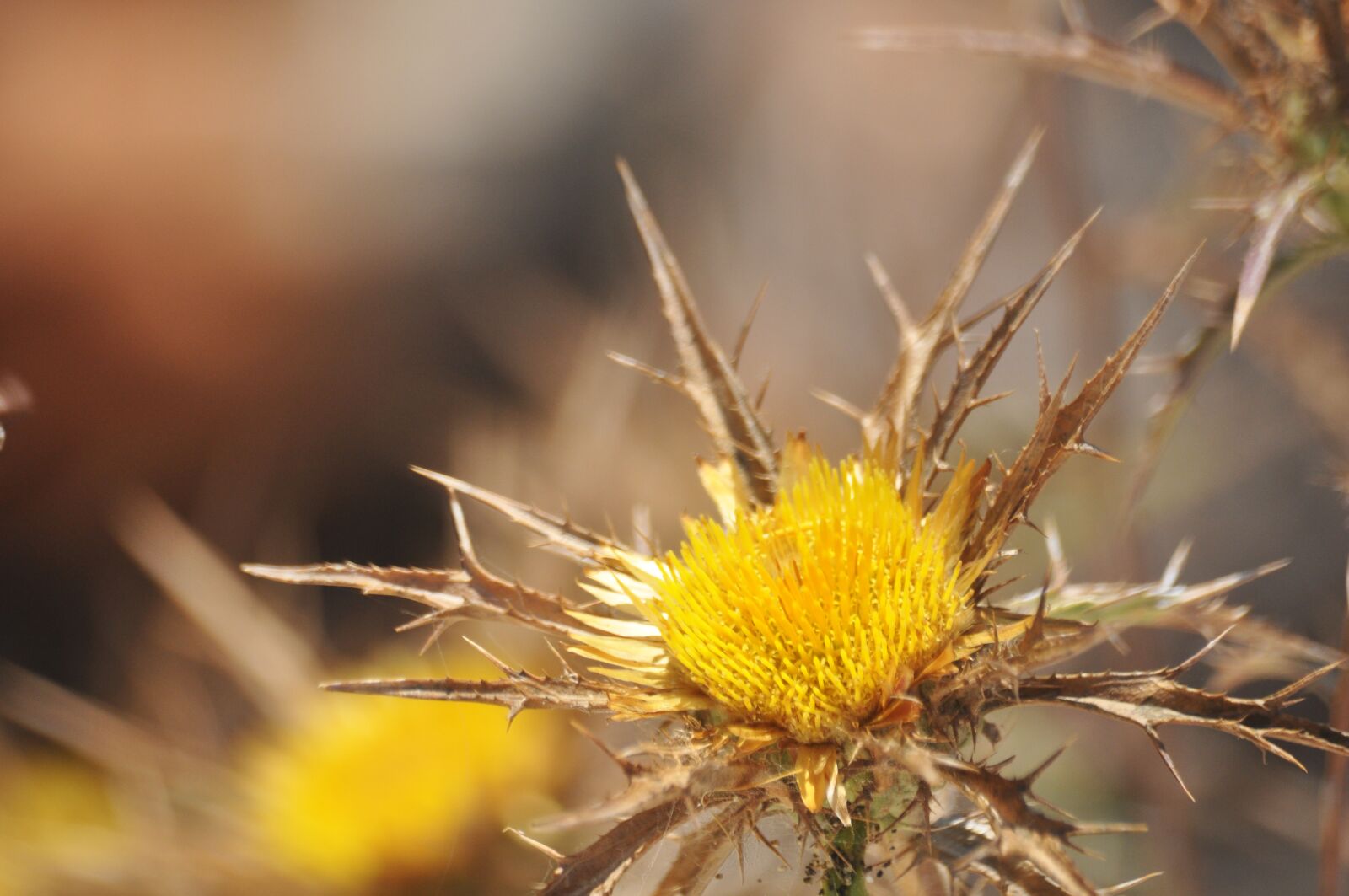 Nikon D90 sample photo. Flower, blossom, nature photography