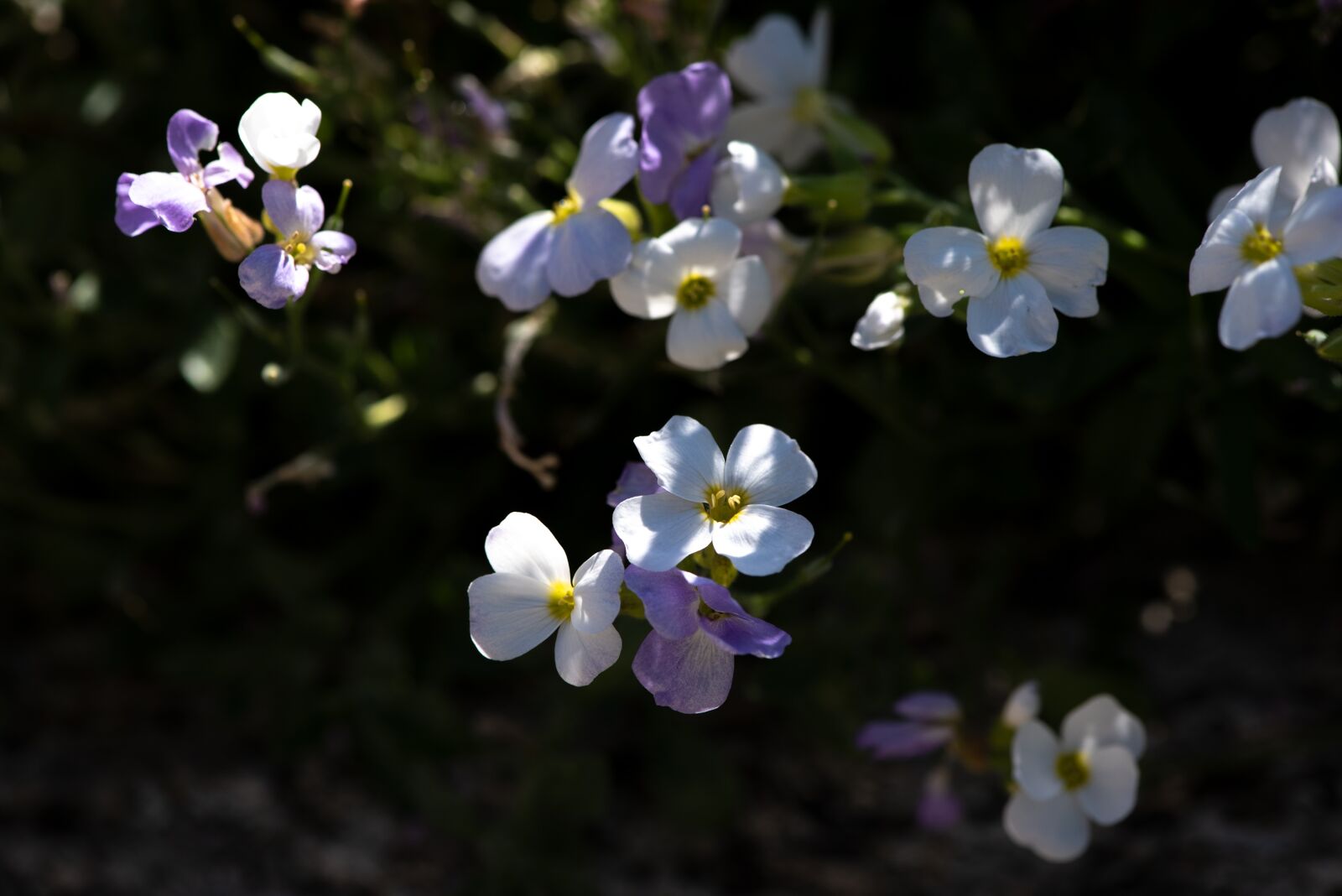 Nikon D750 sample photo. Flower, flowers, cushion flower photography