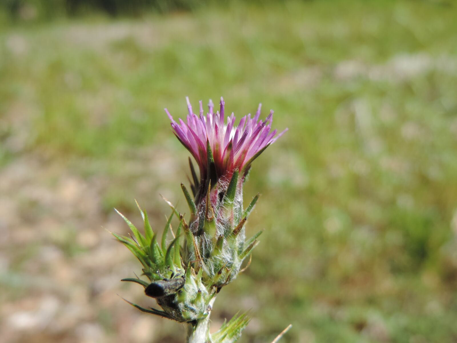 Nikon Coolpix P520 sample photo. Thistle, wild, purple photography