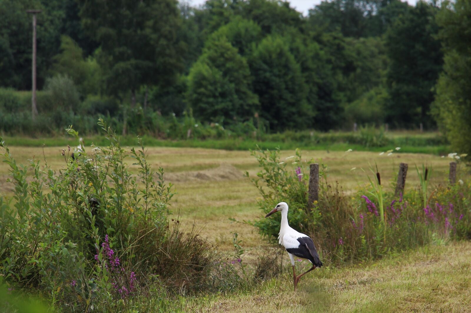 Canon EOS 700D (EOS Rebel T5i / EOS Kiss X7i) sample photo. Stork, eindhoven, gijzenrooi photography