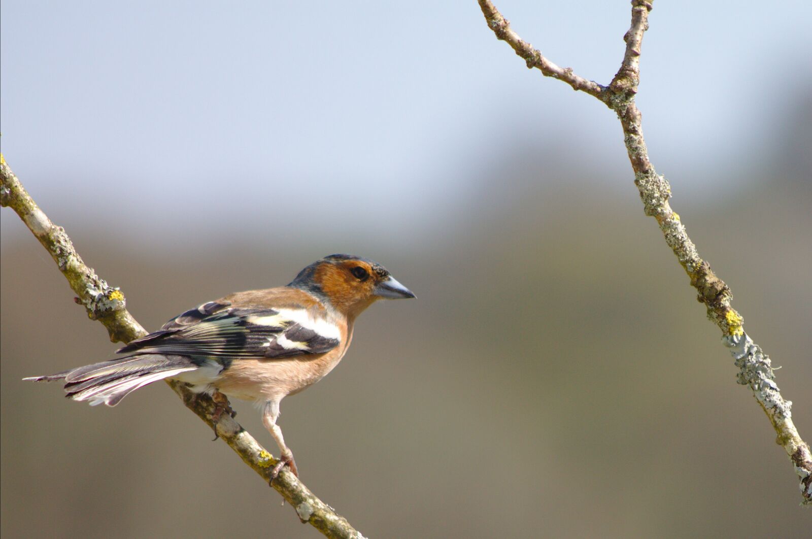 Canon EOS 50D sample photo. Chaffinch, fringilla coelebs, bird photography