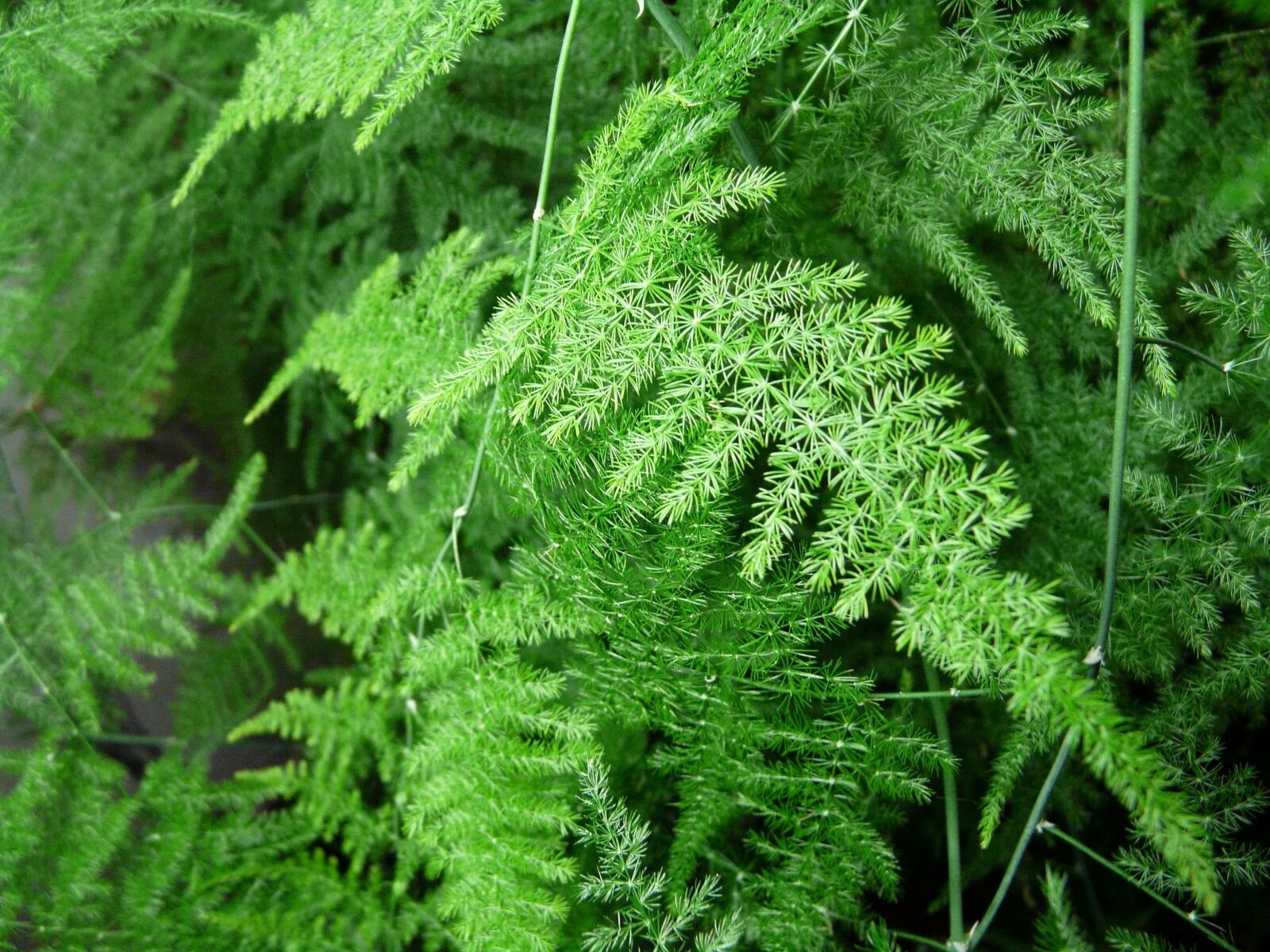 Panasonic DMC-FZ18 sample photo. Fern, leaf, plant photography