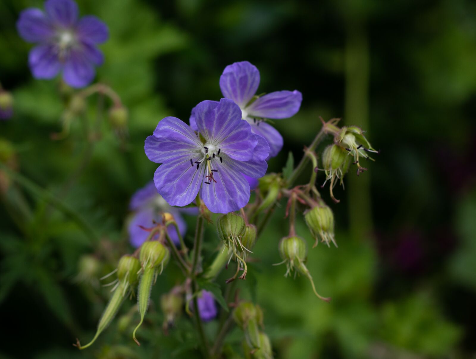 Canon EOS 7D Mark II sample photo. Geranium ' mrs, kendal photography
