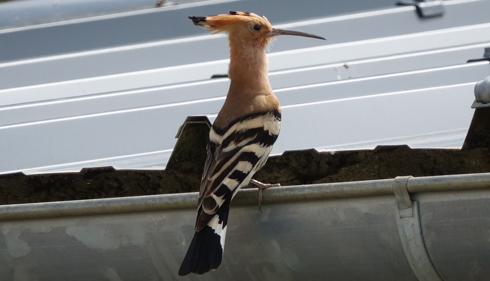 Sony Cyber-shot DSC-RX10 III sample photo. Outdoor, hoopoe, nature photography