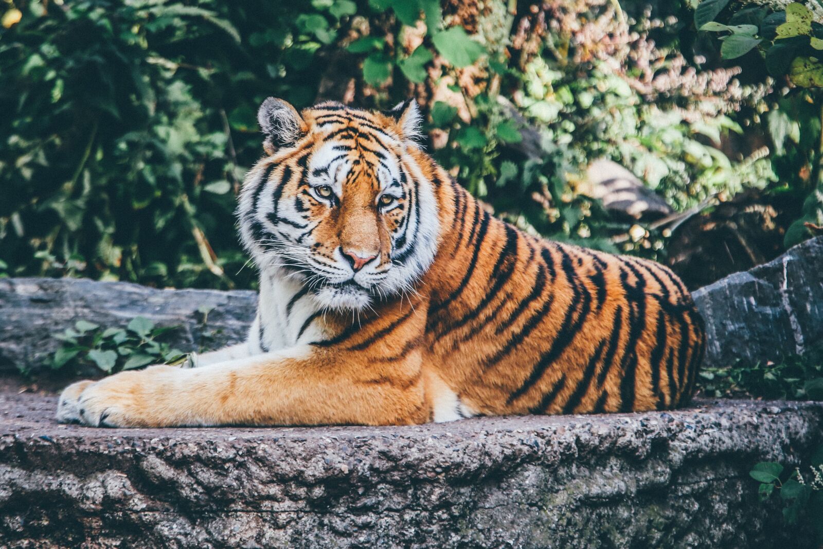 Canon EF 70-200mm F2.8L IS II USM sample photo. Animal, tiger, big cat photography