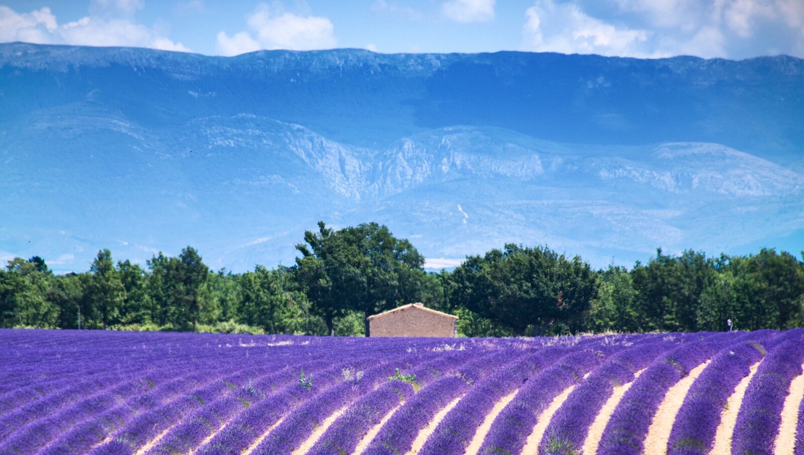 Nikon D5600 sample photo. Valensole, france, europe photography