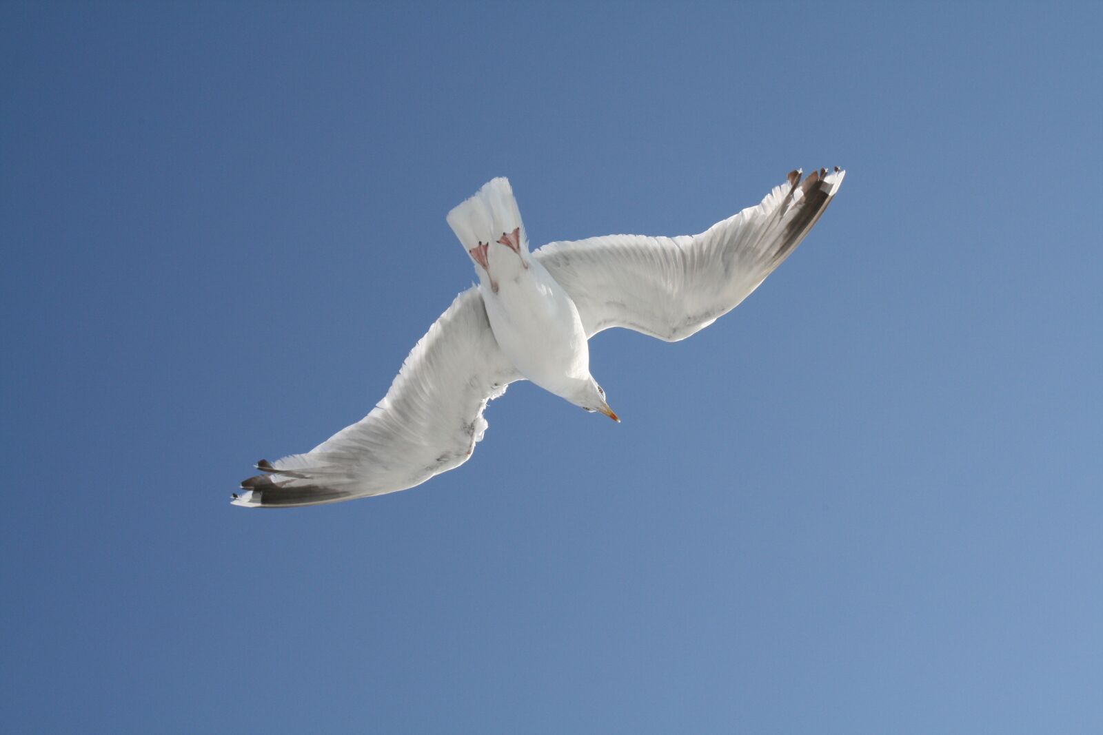 Canon EOS 400D (EOS Digital Rebel XTi / EOS Kiss Digital X) sample photo. Gull, sky, blue photography