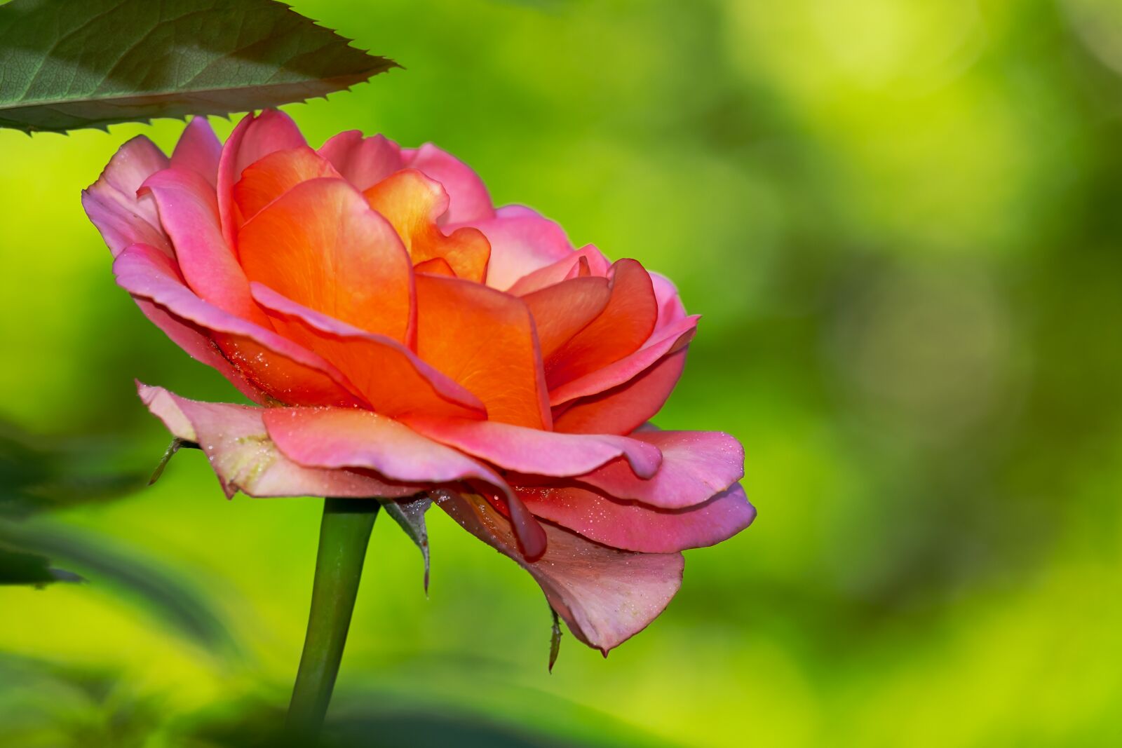 Fujifilm X-T10 sample photo. Rose, blossom, bloom photography