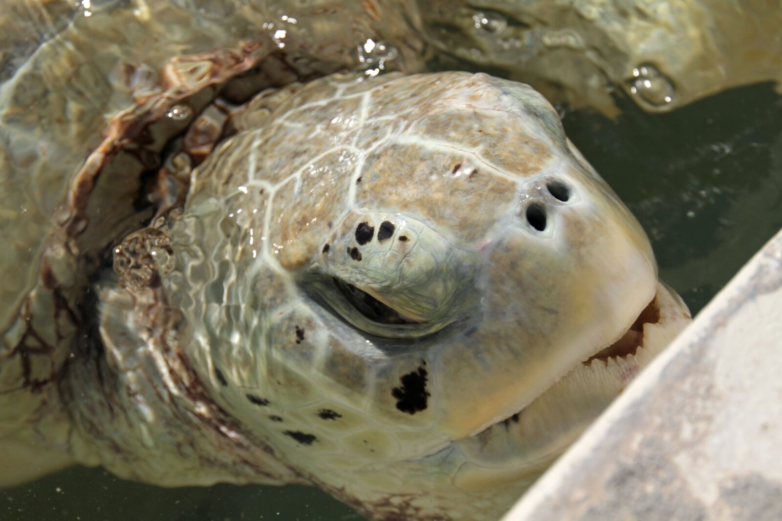 Canon EOS 7D sample photo. Turtle, marine, life photography