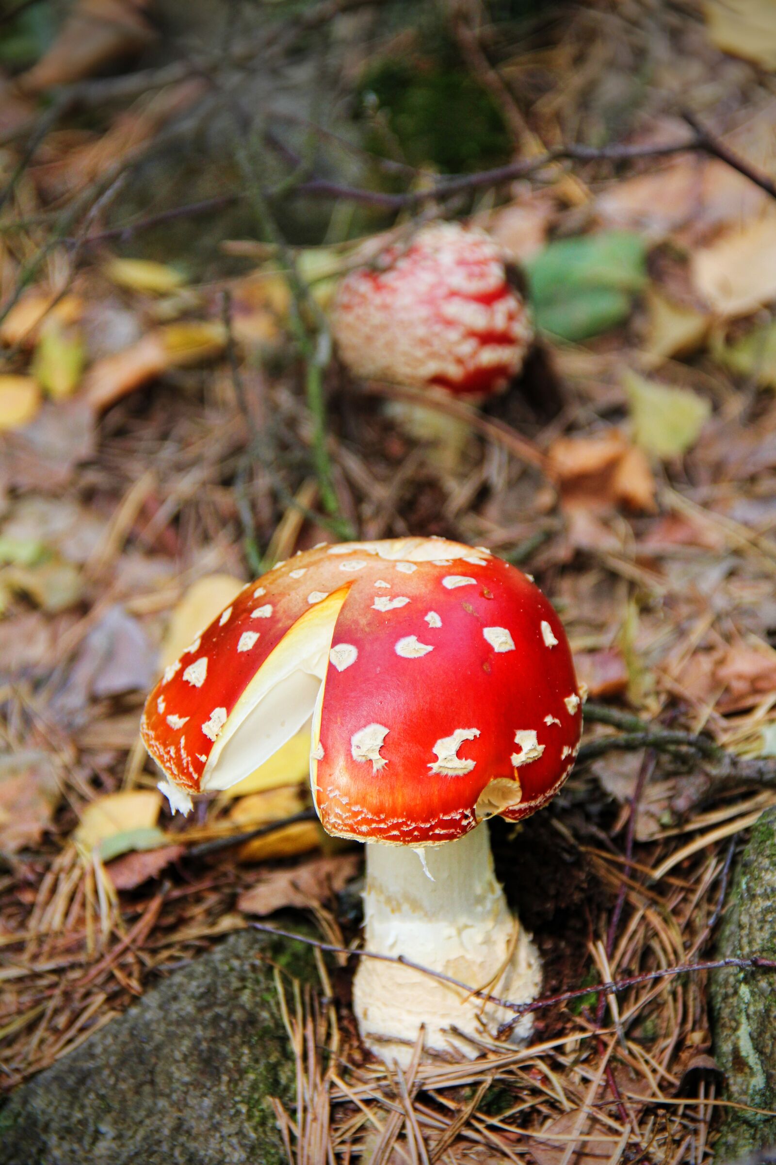 Canon EOS 550D (EOS Rebel T2i / EOS Kiss X4) sample photo. Fly agaric, forest floor photography