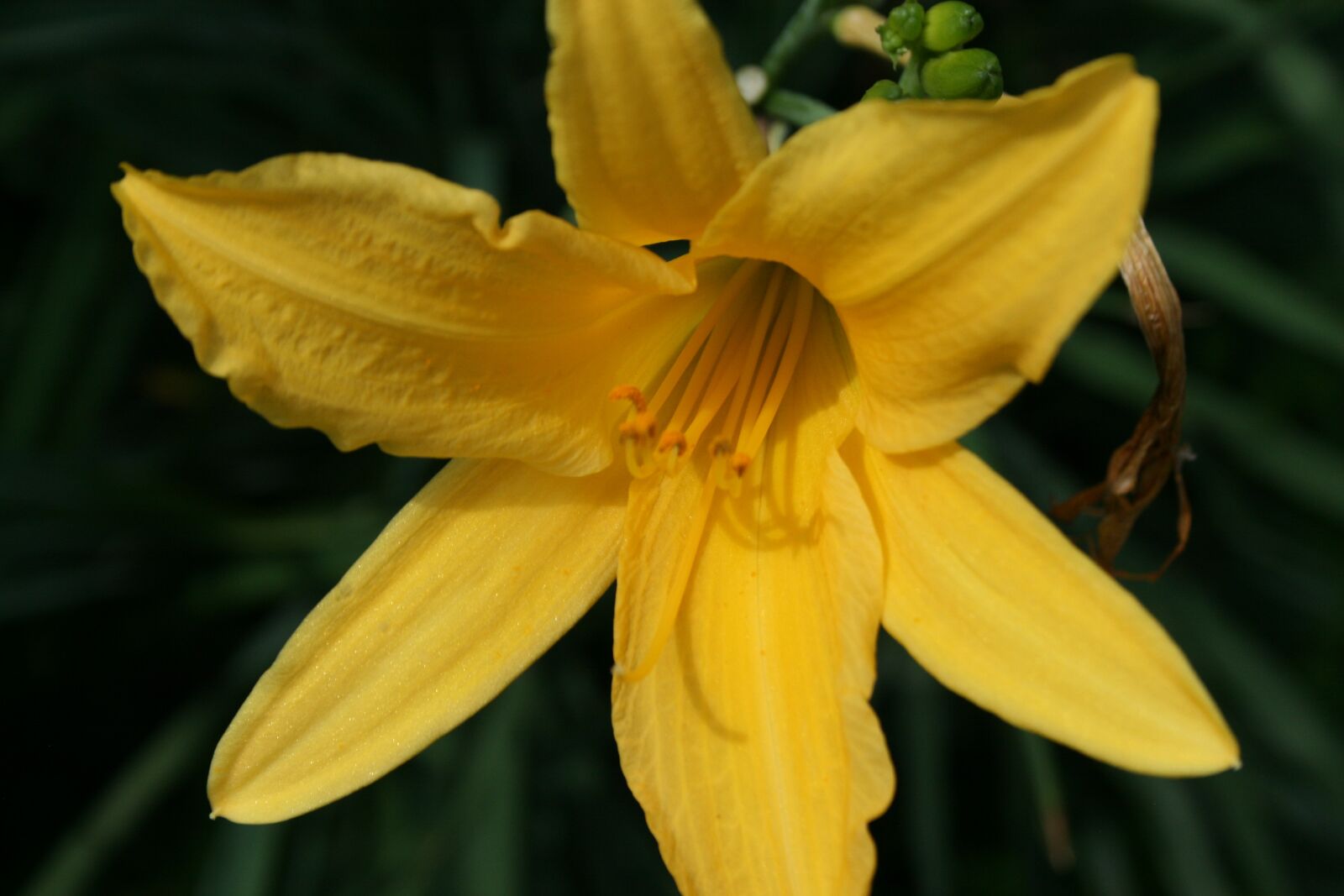 Canon EOS 400D (EOS Digital Rebel XTi / EOS Kiss Digital X) sample photo. Flower, yellow, flowers photography