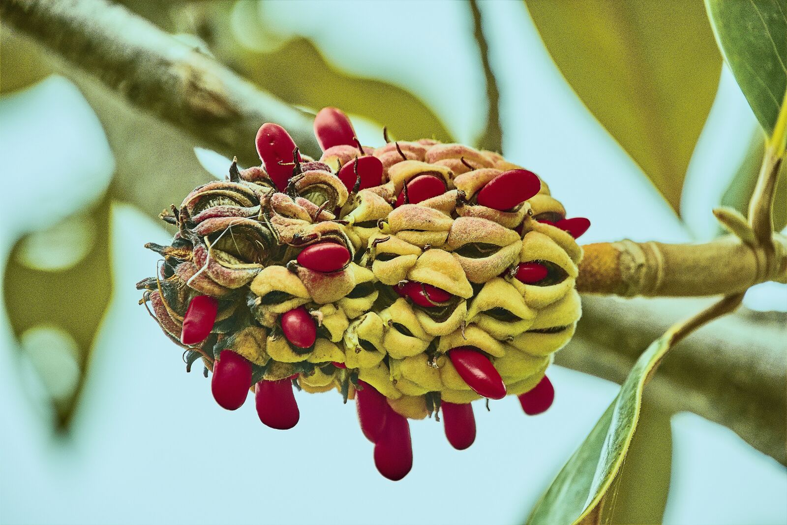 Nikon D7200 sample photo. Flower, fruits, plant photography