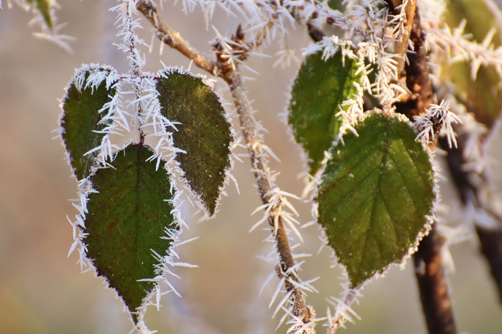 Nikon D7200 sample photo. Leaves, winter, frost photography