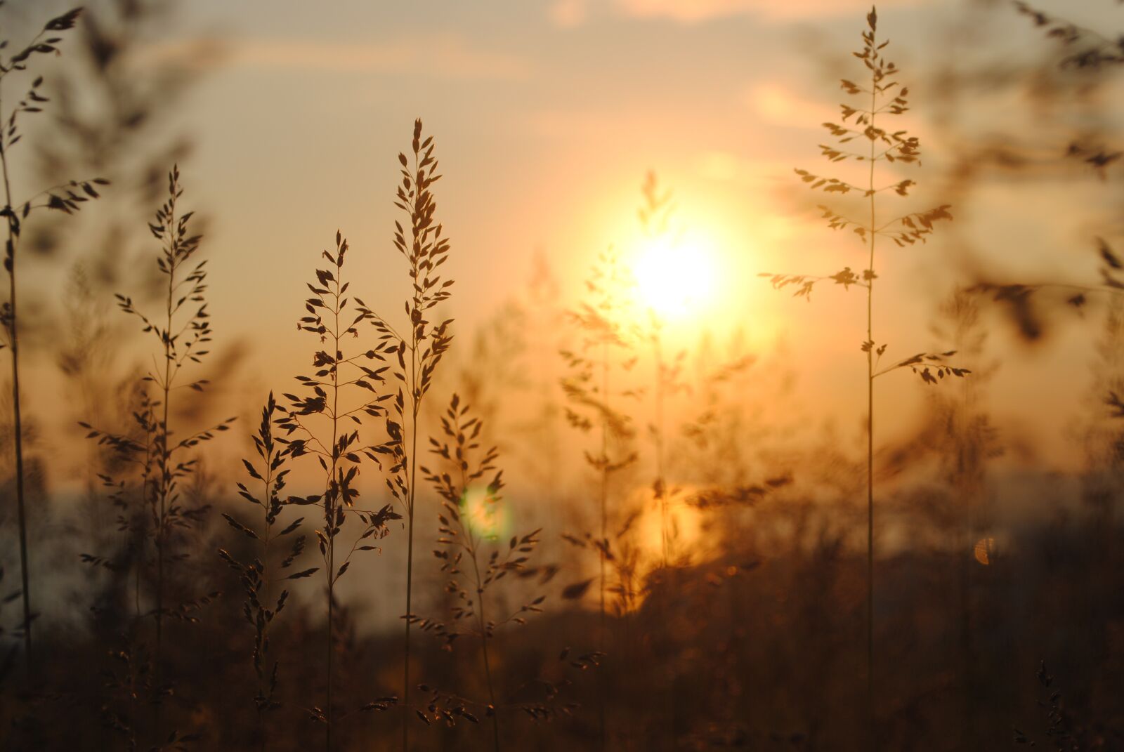 Nikon D3000 sample photo. Grass, herb, orange photography