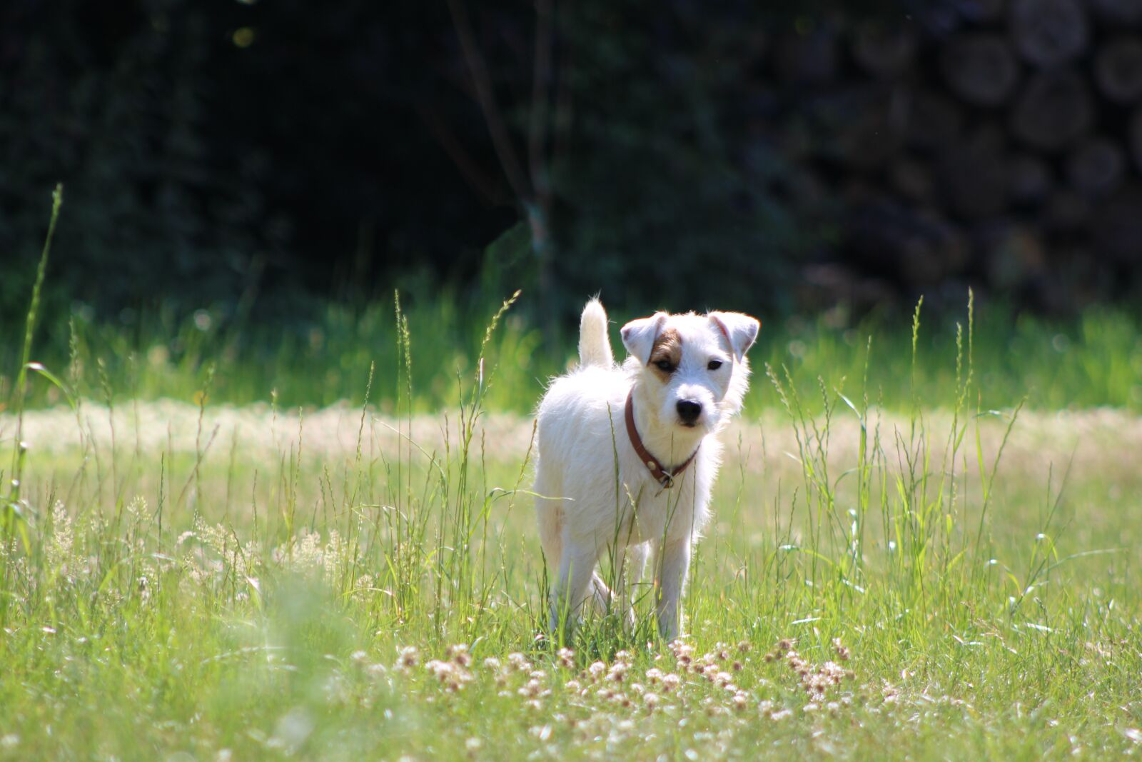 Canon EF75-300mm f/4-5.6 sample photo. Parson russell terrier, terrier photography