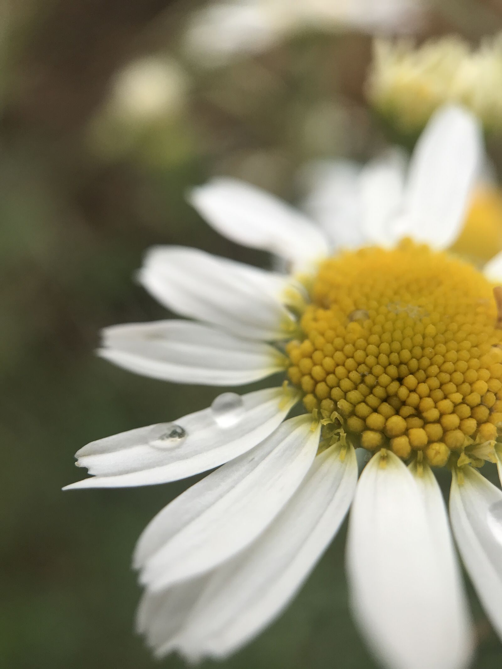 iPhone 7 Plus back dual camera 3.99mm f/1.8 sample photo. Flower, chamomile, petal photography