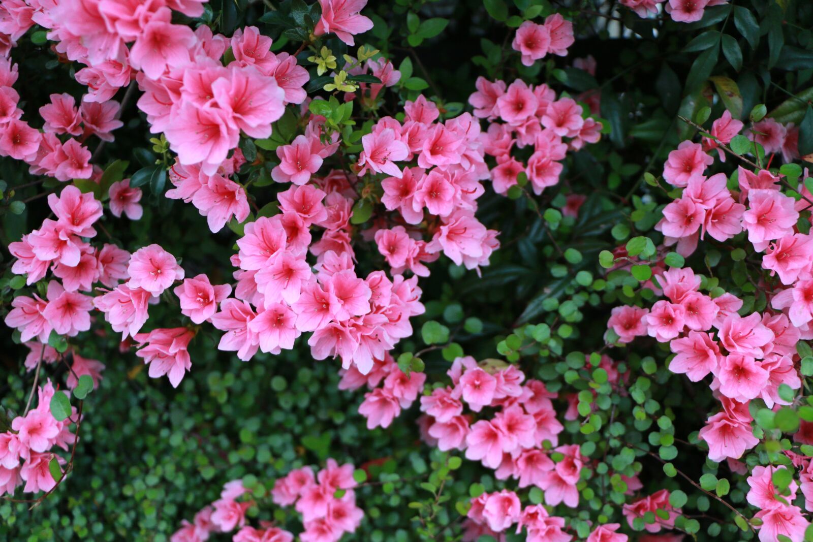 Canon EOS 70D sample photo. Plant, green, flowers photography