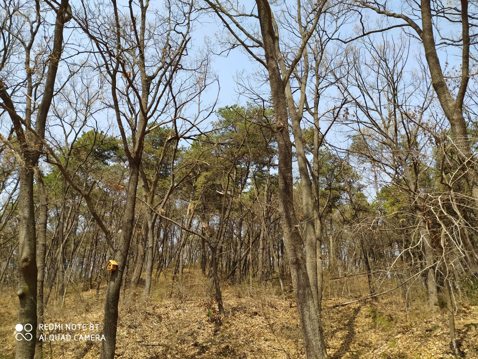 Xiaomi Redmi Note 8T sample photo. Woods, woodland, shag photography