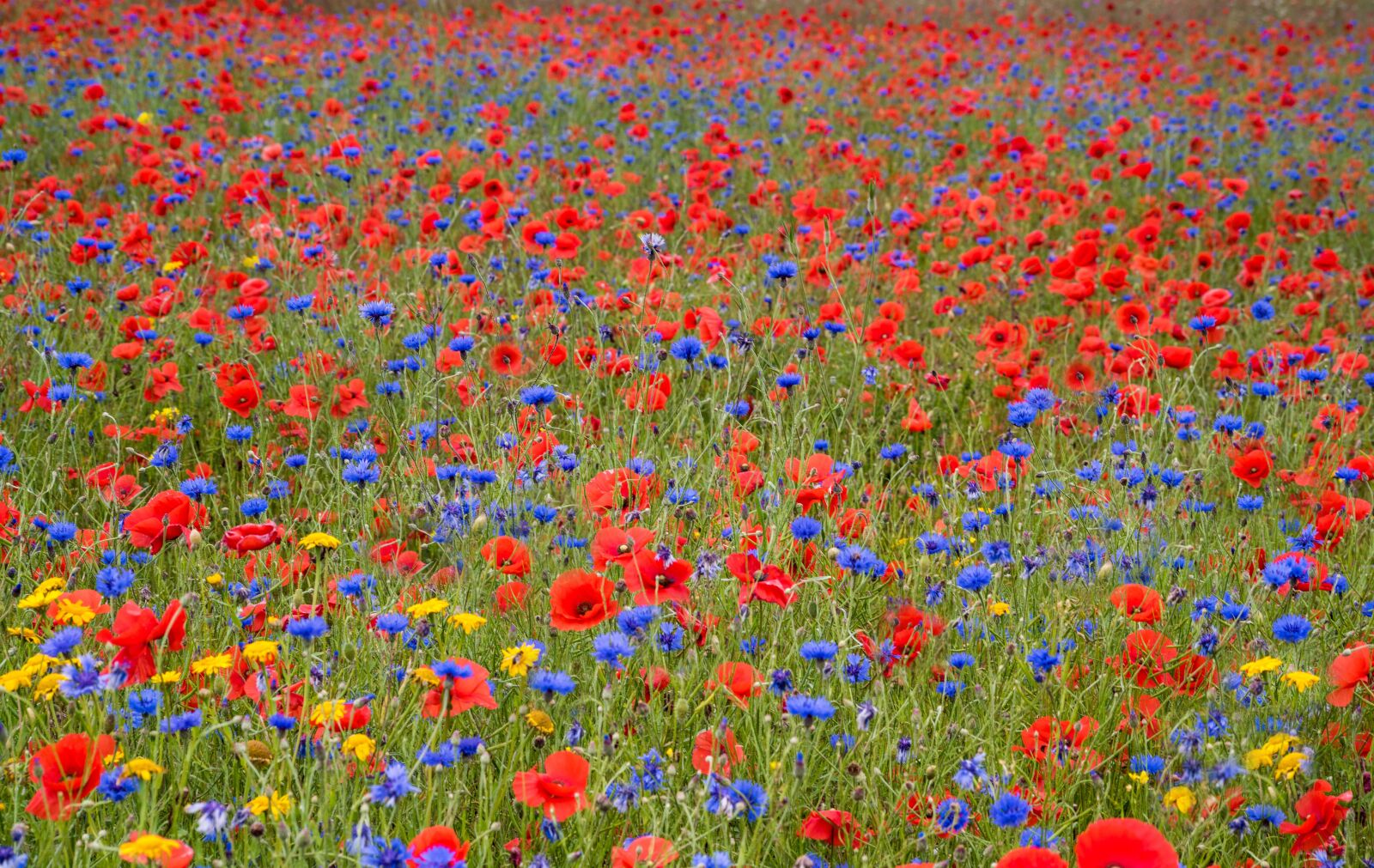 Nikon D810 sample photo. Poppy, flower, red photography