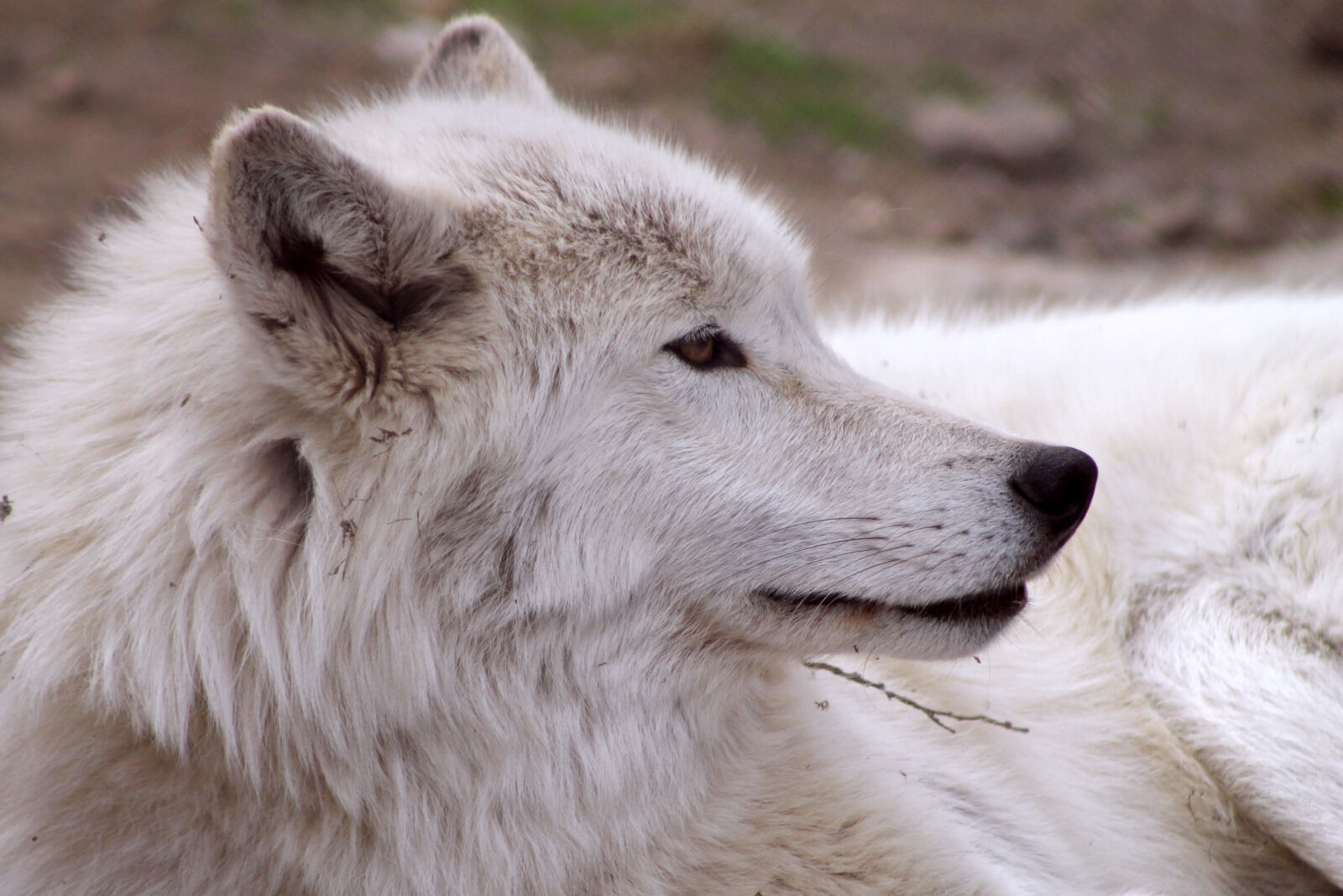 Canon EOS 1100D (EOS Rebel T3 / EOS Kiss X50) sample photo. Arctic, wolf, white, wolf photography