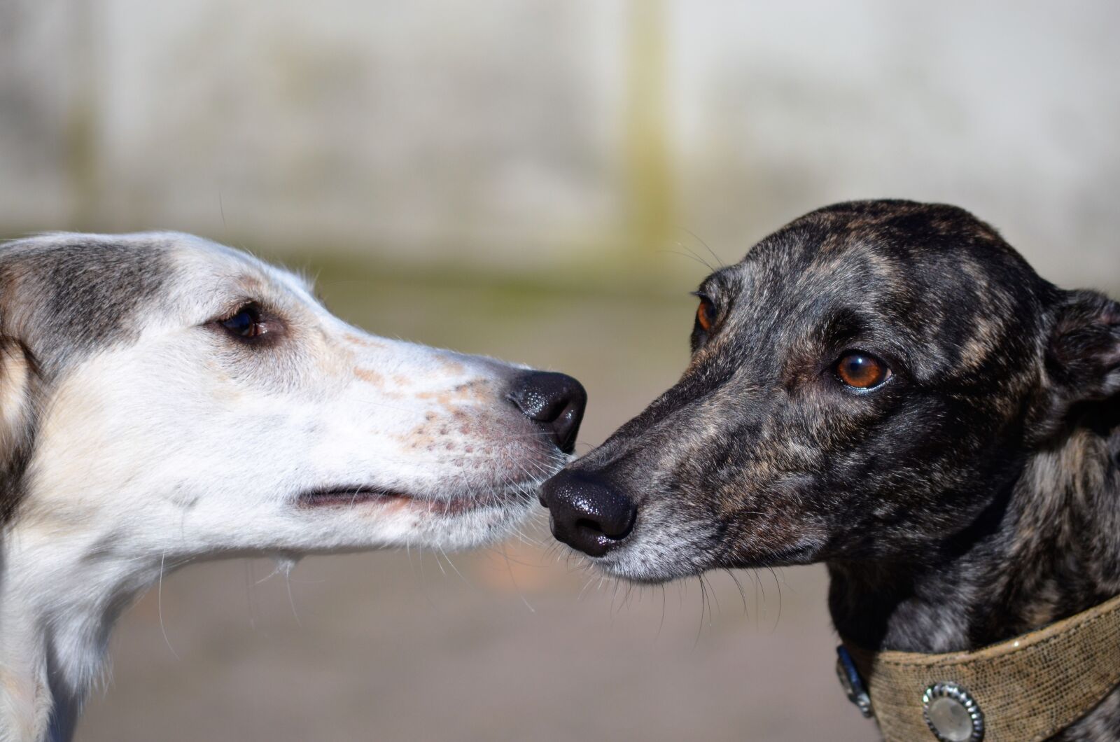 Nikon D5100 sample photo. Greyhounds, windspiel, white photography