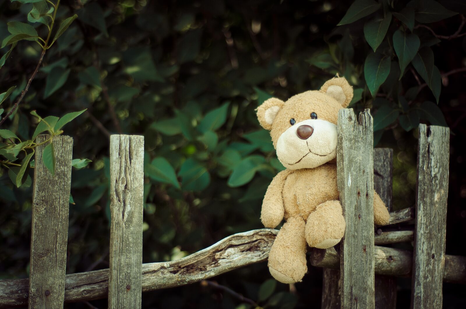 Nikon D7000 sample photo. Teddy bear, toy, bear photography
