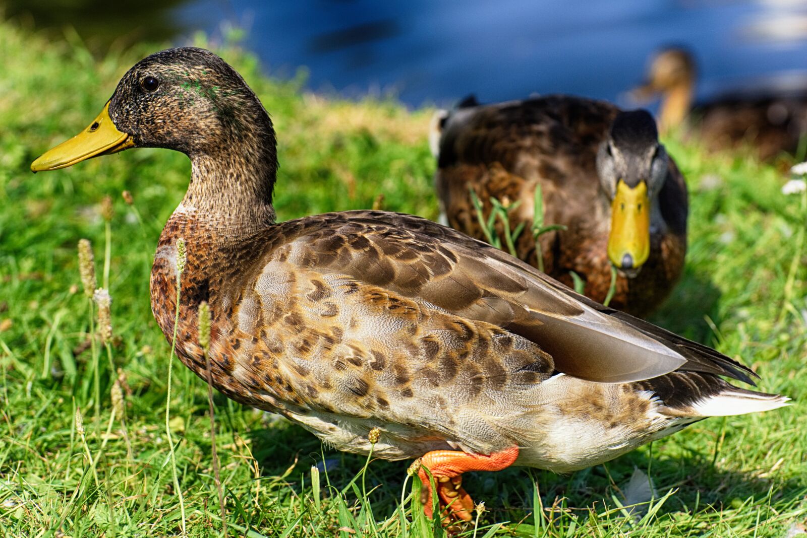 Nikon D7200 sample photo. Mallard, duck, bird photography