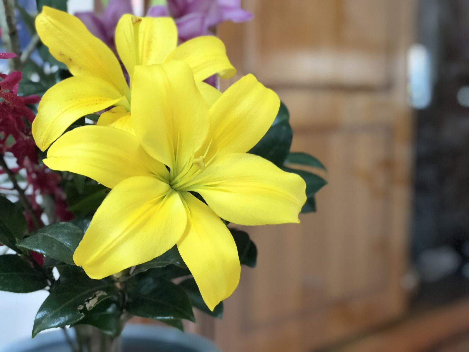 iPhone 8 Plus back dual camera 6.6mm f/2.8 sample photo. Flower, nature, plant photography