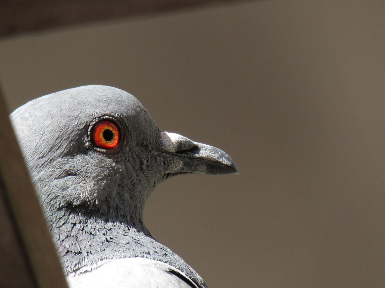 Canon PowerShot SX420 IS sample photo. Anger, birds, pigeon photography