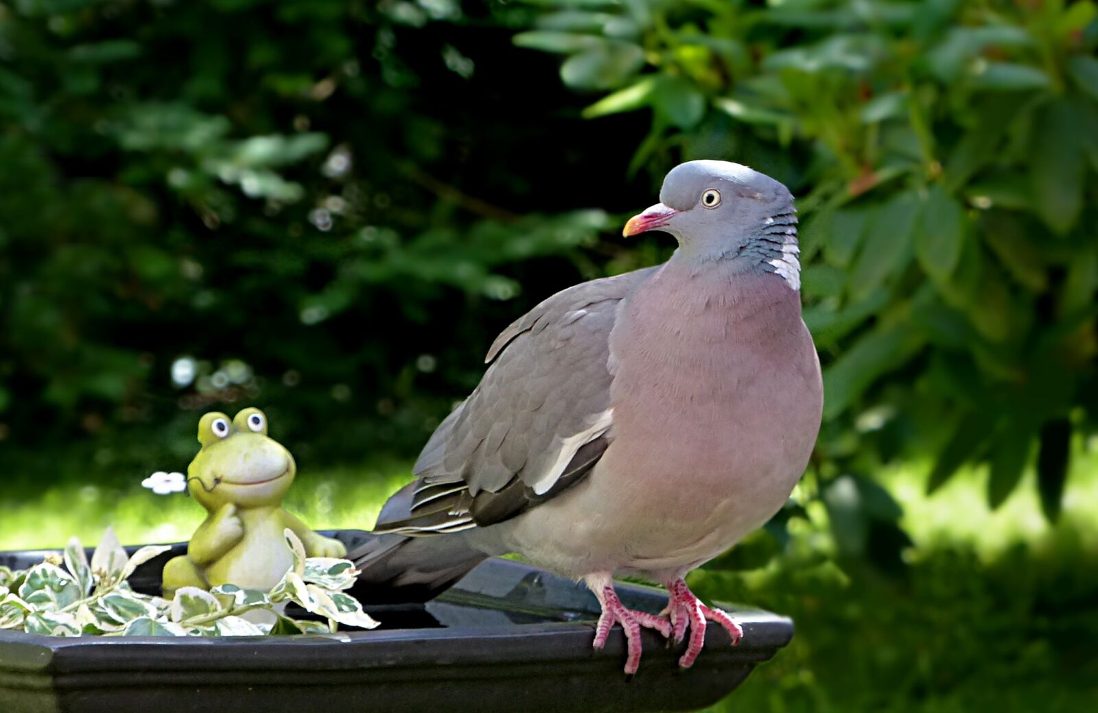 Panasonic Lumix DMC-FZ200 sample photo. Animal, bird, dove photography