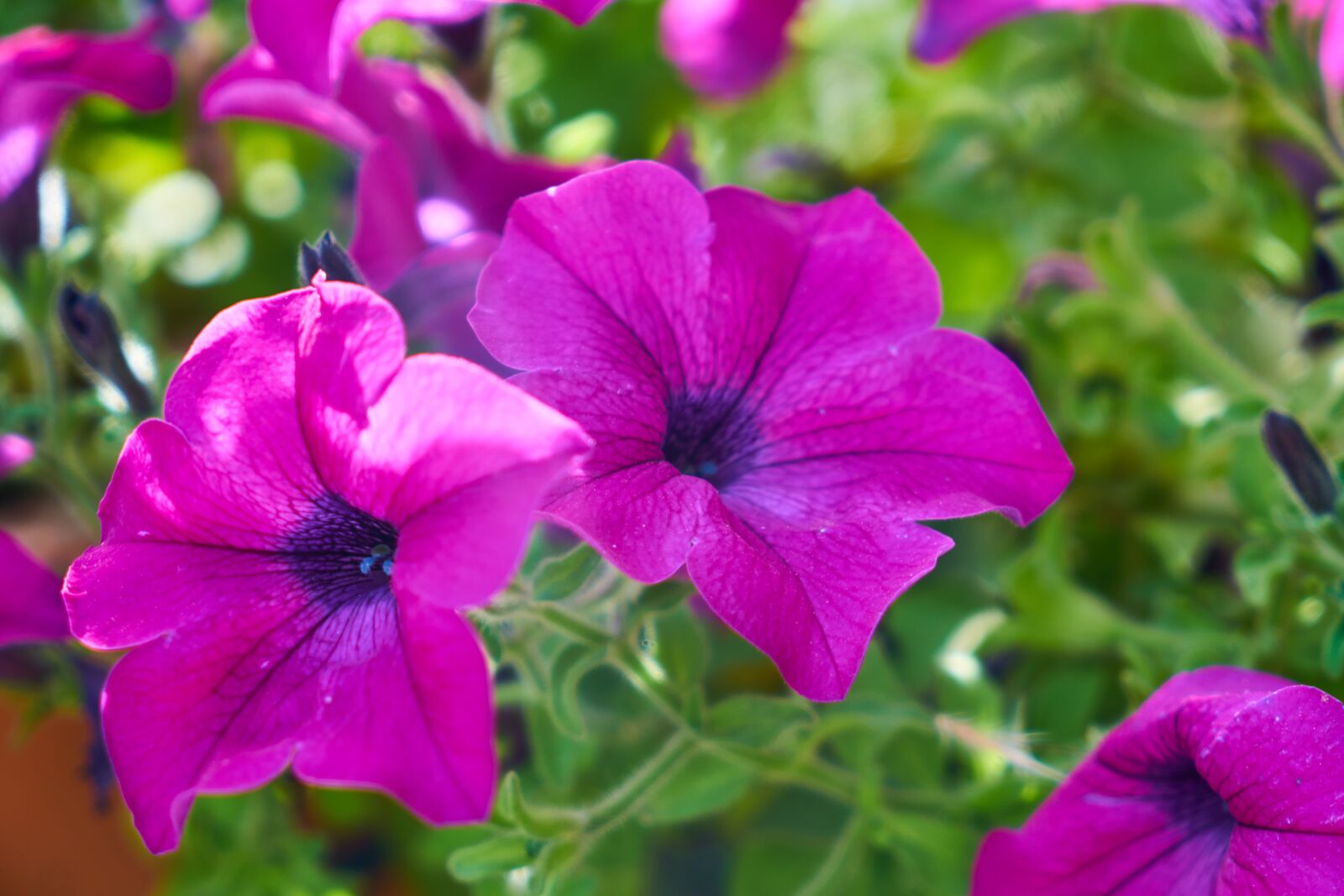 Sony a7R II sample photo. Flower, violet, purple photography