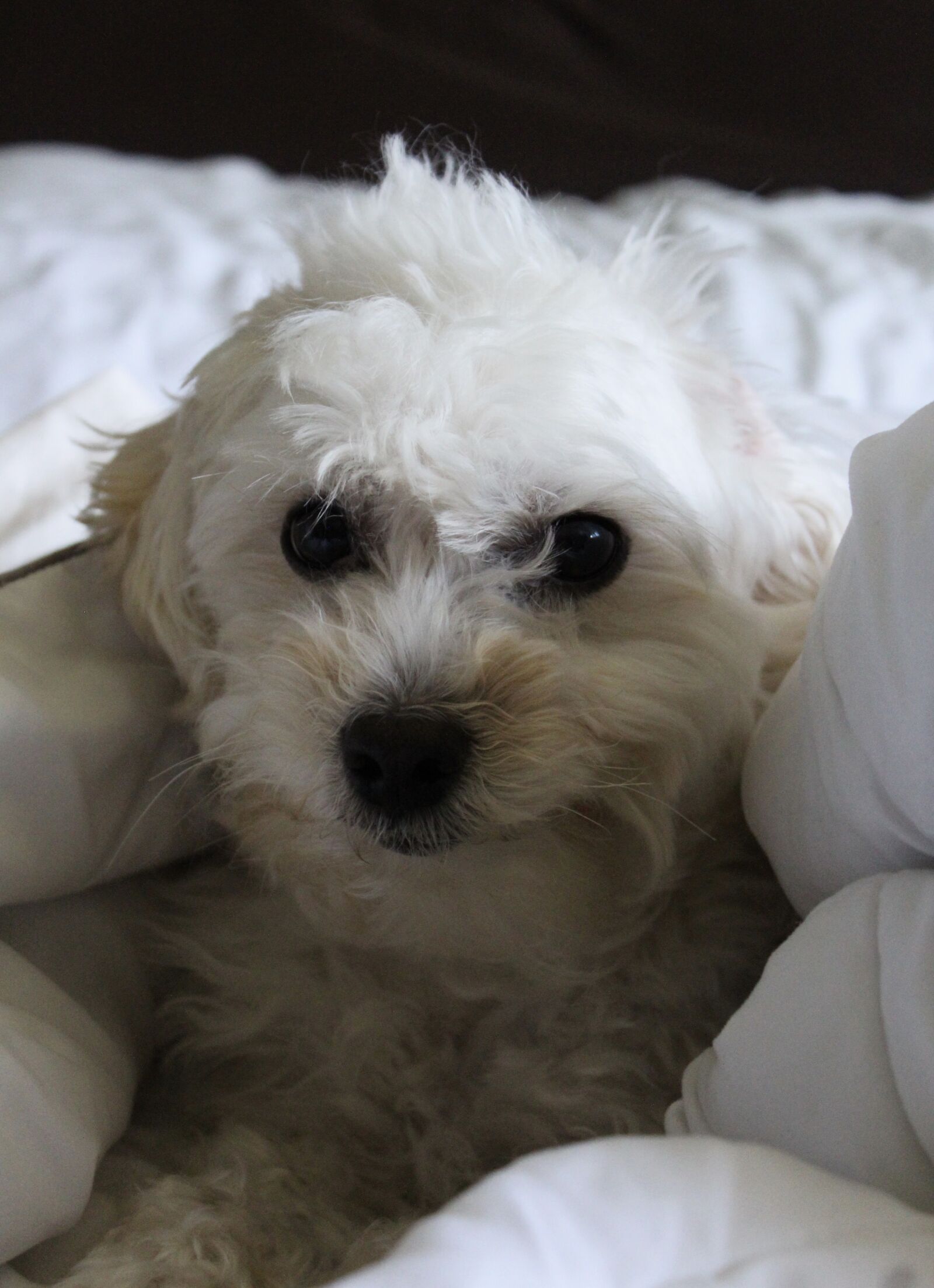 Canon EOS 1300D (EOS Rebel T6 / EOS Kiss X80) sample photo. Dog, white dog, fluffy photography