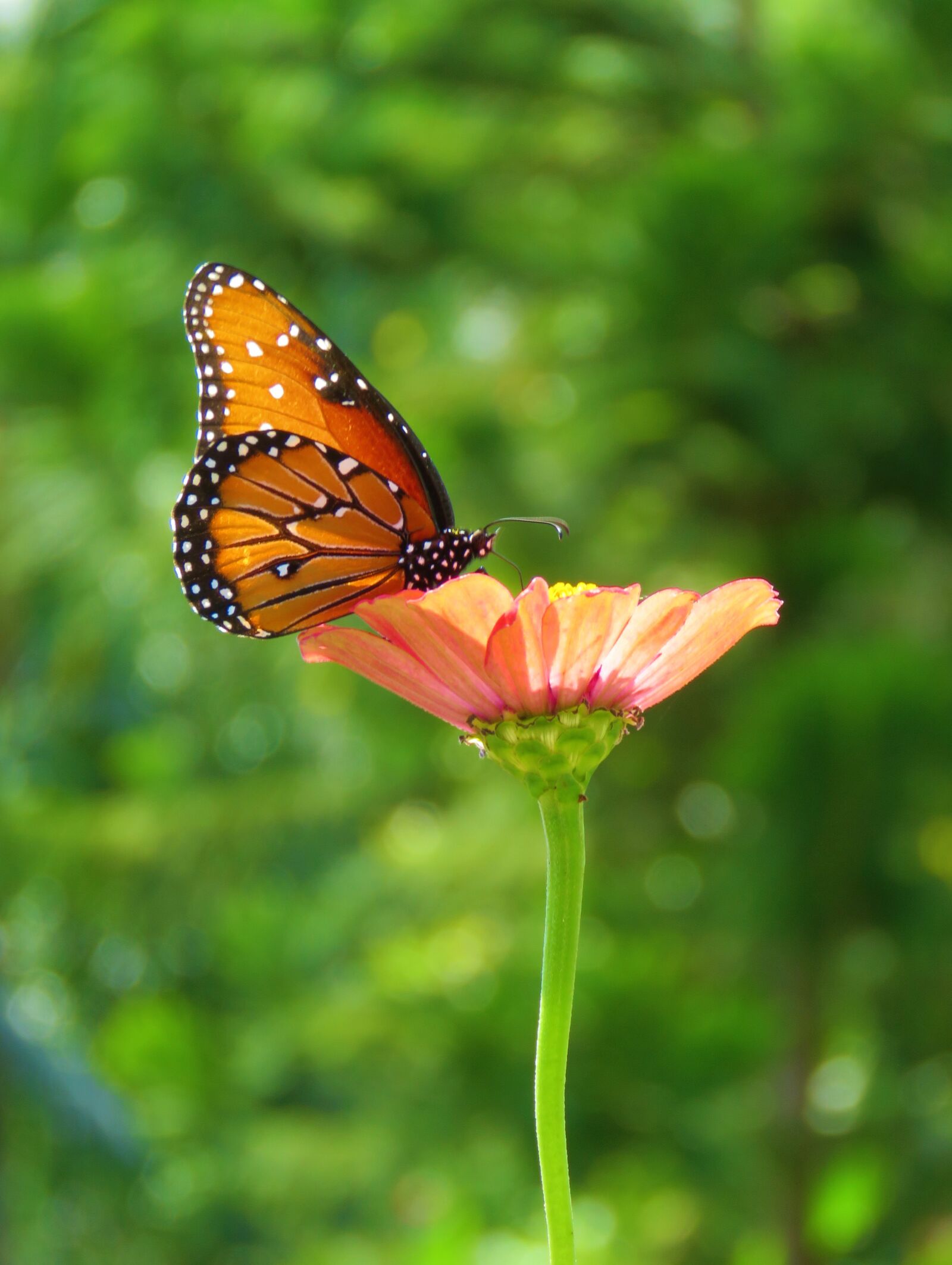 Canon PowerShot SX60 HS sample photo. Flower, butterfly, garden photography