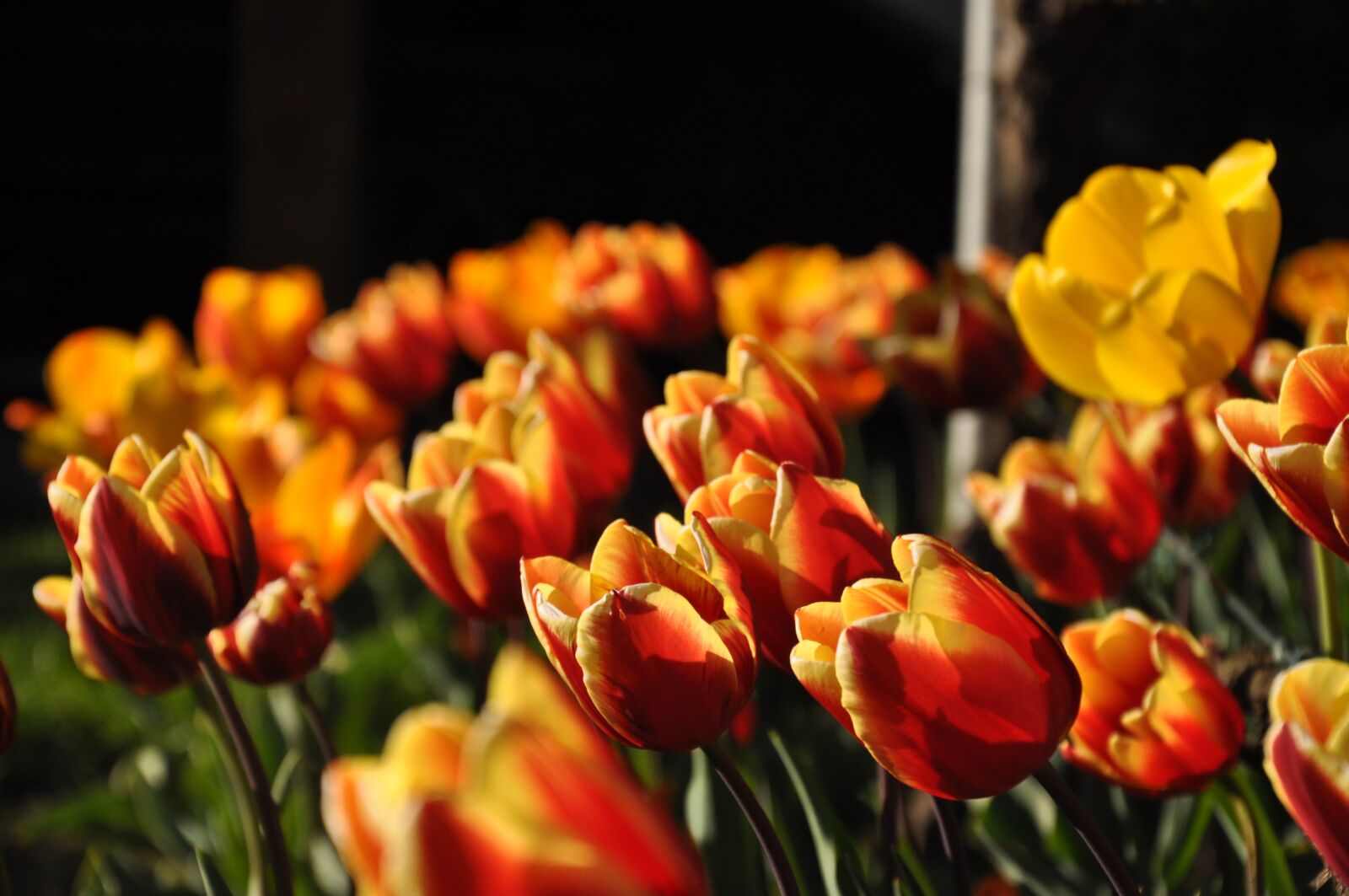 Nikon D5000 sample photo. Tulips, yellow, red photography