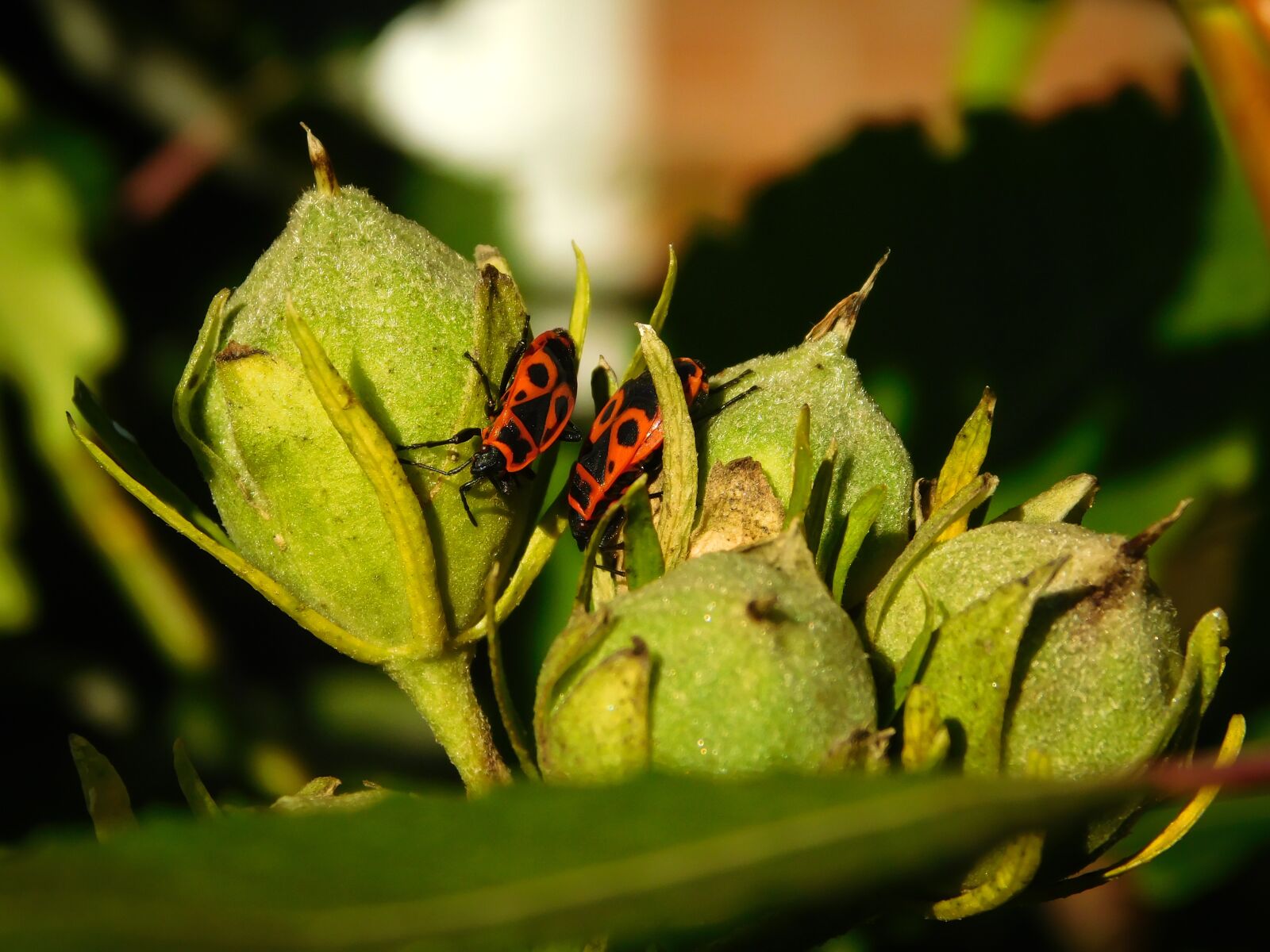 Nikon Coolpix L840 sample photo. Bug, fire bug, beetle photography