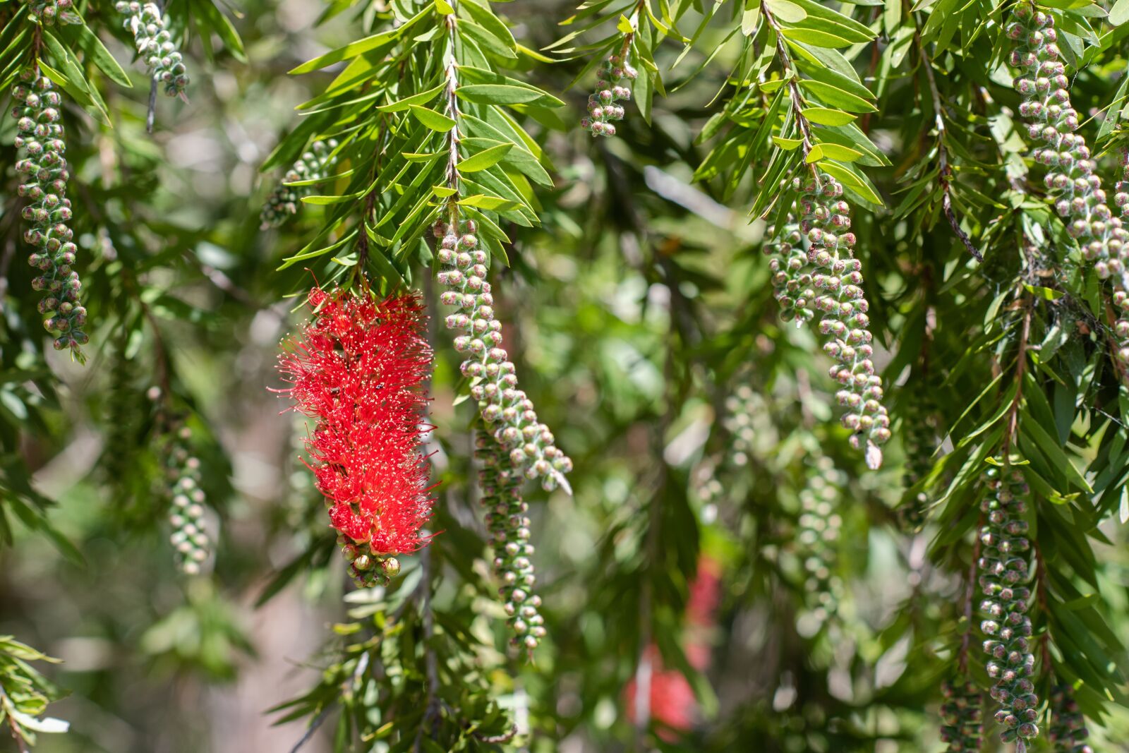 Nikon D750 sample photo. Grevillea, flower, bloom photography