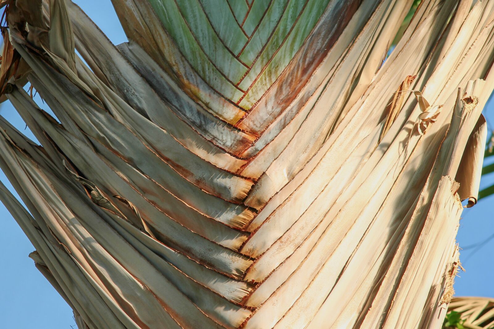 Canon EOS 1100D (EOS Rebel T3 / EOS Kiss X50) sample photo. Palm, palm trunk, fanned photography