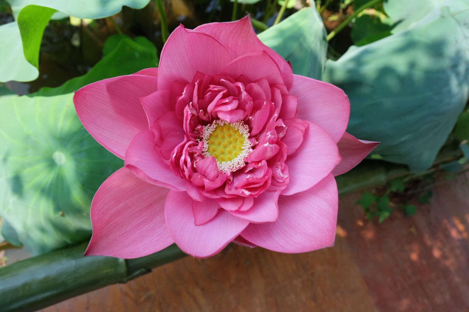 Fujifilm X-A1 sample photo. Flower, lotus, pink photography