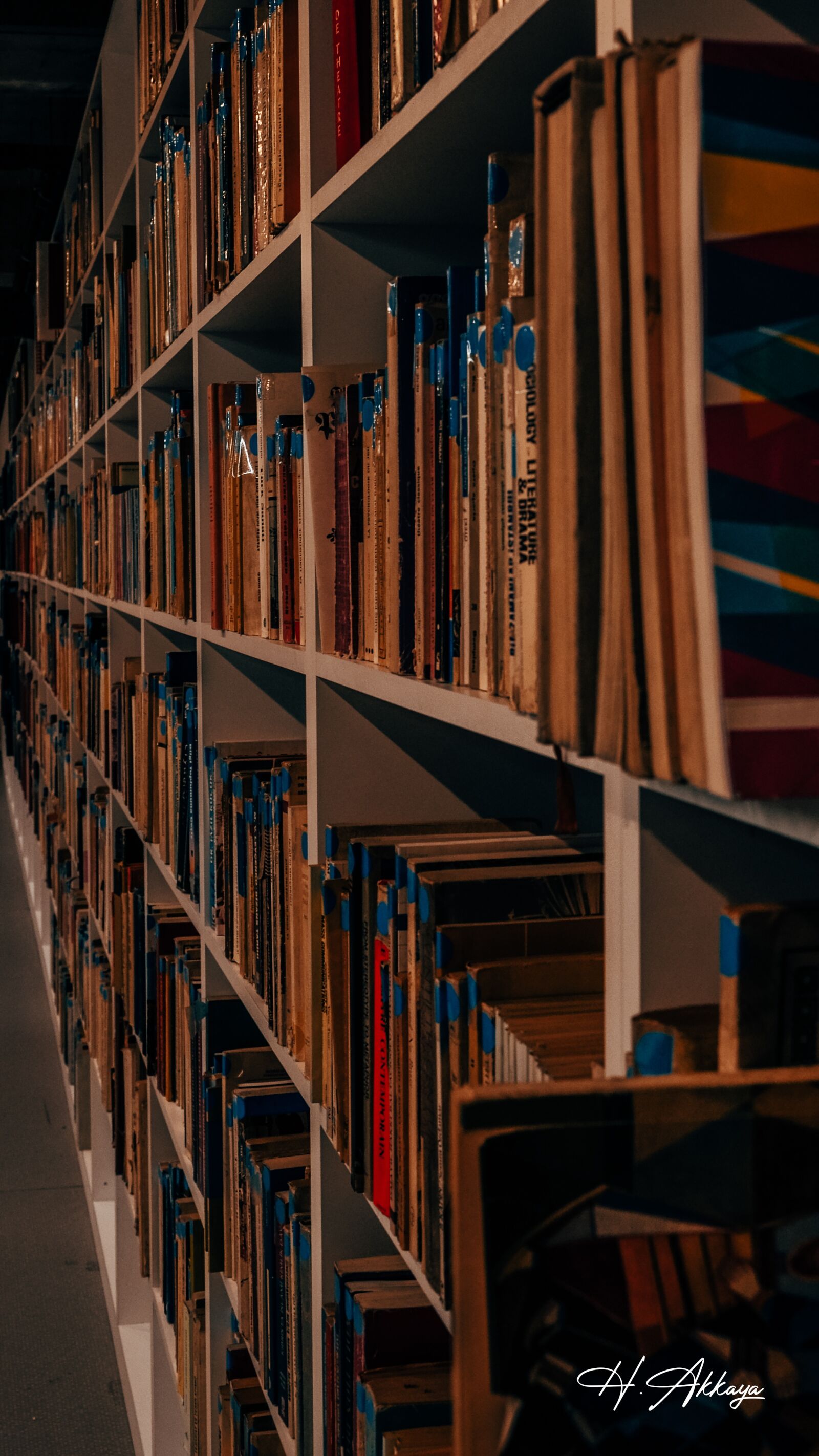 Nikon D7000 sample photo. Book, library, rack photography